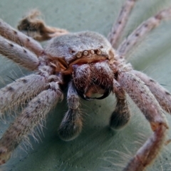 Isopeda sp. (genus) (Huntsman Spider) at Jerrabomberra Wetlands - 9 Jan 2018 by RodDeb
