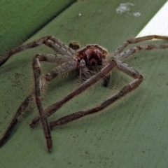 Isopeda sp. (genus) at Fyshwick, ACT - 10 Jan 2018