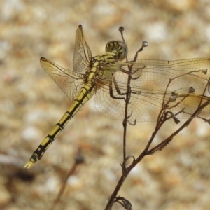 Orthetrum caledonicum at Paddys River, ACT - 10 Jan 2018