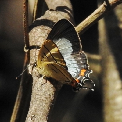 Jalmenus evagoras (Imperial Hairstreak) at Paddys River, ACT - 10 Jan 2018 by JohnBundock