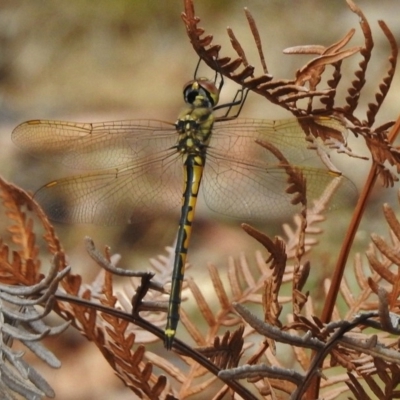 Hemicordulia tau (Tau Emerald) at Paddys River, ACT - 9 Jan 2018 by JohnBundock