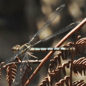 Diphlebia lestoides at Paddys River, ACT - 10 Jan 2018