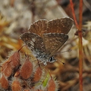 Neolucia hobartensis at Cotter River, ACT - 11 Jan 2018