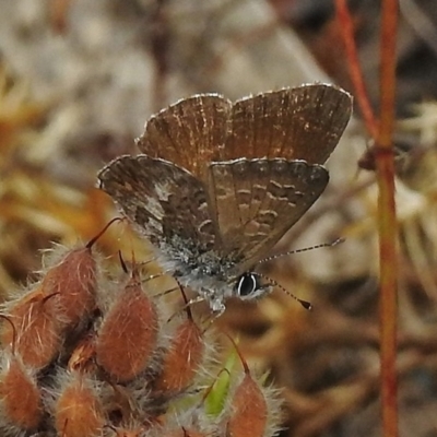 Neolucia hobartensis (Montane Heath-blue) at Cotter River, ACT - 10 Jan 2018 by JohnBundock