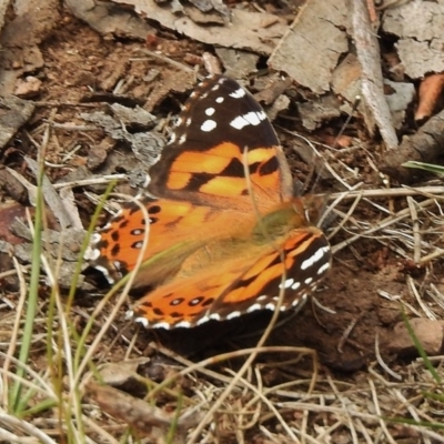 Vanessa kershawi (Australian Painted Lady) at Cotter River, ACT - 10 Jan 2018 by JohnBundock