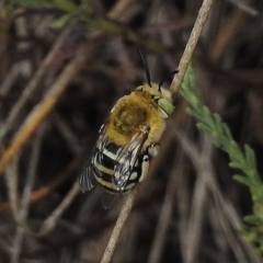 Amegilla sp. (genus) (Blue Banded Bee) at Cotter River, ACT - 10 Jan 2018 by JohnBundock