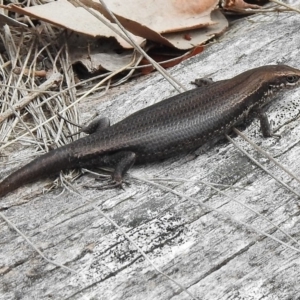 Pseudemoia entrecasteauxii at Cotter River, ACT - 11 Jan 2018 09:24 AM