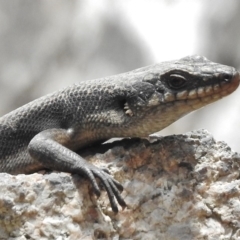 Egernia saxatilis (Black Rock Skink) at Paddys River, ACT - 10 Jan 2018 by JohnBundock