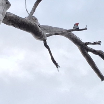 Callocephalon fimbriatum (Gang-gang Cockatoo) at Hughes, ACT - 11 Jan 2018 by KL