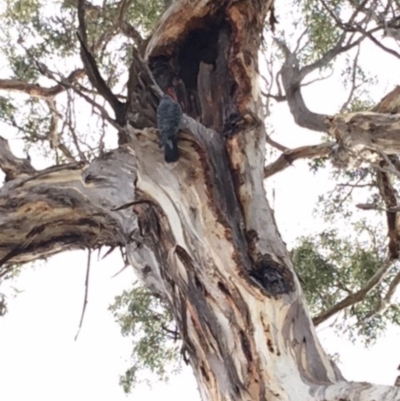 Callocephalon fimbriatum (Gang-gang Cockatoo) at Hughes, ACT - 11 Jan 2018 by KL