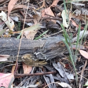 Pogona barbata at Hughes, ACT - suppressed