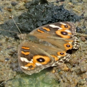 Junonia villida at Gordon, ACT - 11 Jan 2018 10:56 AM