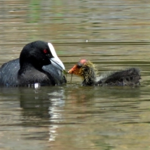 Fulica atra at Gordon, ACT - 11 Jan 2018 11:35 AM