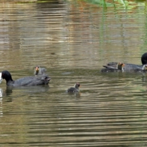 Fulica atra at Gordon, ACT - 11 Jan 2018 11:35 AM