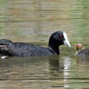 Fulica atra at Gordon, ACT - 11 Jan 2018 11:35 AM