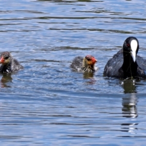 Fulica atra at Gordon, ACT - 11 Jan 2018 11:35 AM