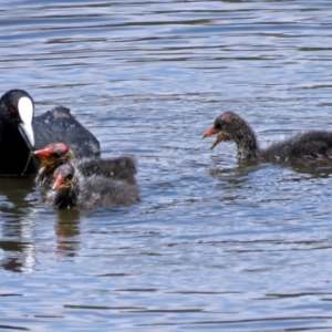 Fulica atra at Gordon, ACT - 11 Jan 2018