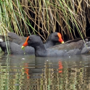 Gallinula tenebrosa at Bonython, ACT - 11 Jan 2018