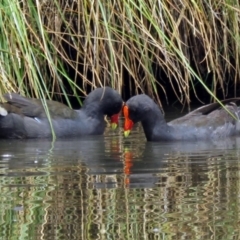 Gallinula tenebrosa at Bonython, ACT - 11 Jan 2018