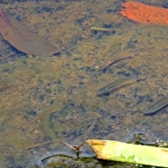 Gambusia holbrooki (Gambusia, Plague minnow, Mosquito fish) at Bonython, ACT - 11 Jan 2018 by RodDeb