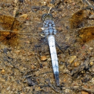 Orthetrum caledonicum at Bonython, ACT - 11 Jan 2018