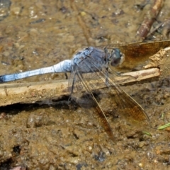 Orthetrum caledonicum at Bonython, ACT - 11 Jan 2018