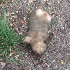 Vombatus ursinus (Bare-nosed Wombat) at Belconnen, ACT - 11 Jan 2018 by Tammy