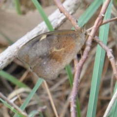 Heteronympha merope (Common Brown Butterfly) at Jerrabomberra, ACT - 2 Jan 2018 by Mike