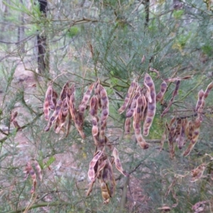 Acacia decurrens at Jerrabomberra, ACT - 3 Jan 2018 10:48 AM