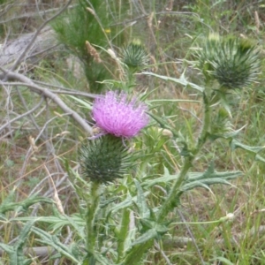 Cirsium vulgare at Jerrabomberra, ACT - 3 Jan 2018 10:50 AM