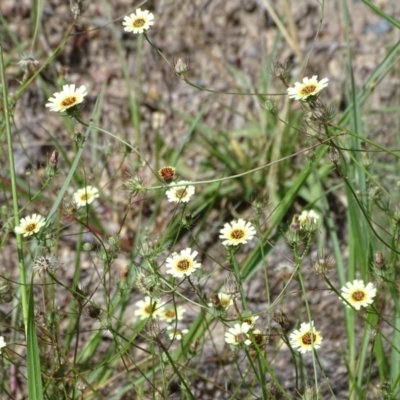 Tolpis barbata (Yellow Hawkweed) at Jerrabomberra, ACT - 3 Jan 2018 by Mike