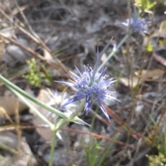 Eryngium ovinum (Blue Devil) at Jerrabomberra, ACT - 3 Jan 2018 by Mike