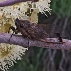 Galanga labeculata (Double-spotted cicada) at Googong, NSW - 8 Jan 2018 by Wandiyali
