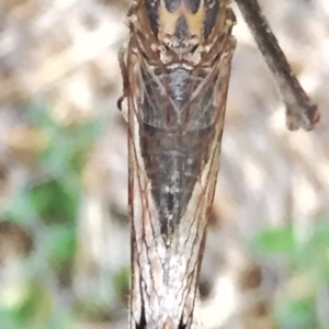 Galanga labeculata at Googong, NSW - 8 Jan 2018