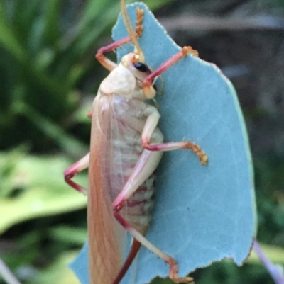 Paragryllacris sp. (genus) (Raspy or Tree cricket) at Wandiyali-Environa Conservation Area - 8 Jan 2018 by Wandiyali