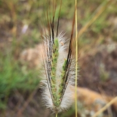 Dichanthium sericeum (Queensland Blue-grass) at Jerrabomberra, NSW - 9 Jan 2018 by Wandiyali