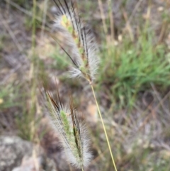 Dichanthium sericeum at Jerrabomberra, NSW - 9 Jan 2018