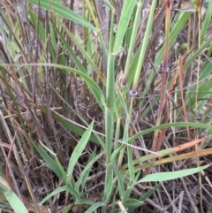 Dichanthium sericeum at Jerrabomberra, NSW - 9 Jan 2018