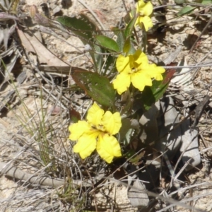 Goodenia hederacea subsp. hederacea at Tuggeranong DC, ACT - 3 Jan 2018