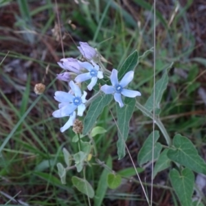 Oxypetalum coeruleum at Isaacs, ACT - 7 Jan 2018