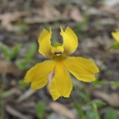 Velleia paradoxa (Spur Velleia) at Michelago, NSW - 26 Dec 2017 by michaelb