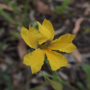 Velleia paradoxa at Michelago, NSW - 26 Dec 2017