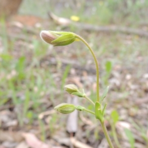 Velleia paradoxa at Michelago, NSW - 26 Dec 2017