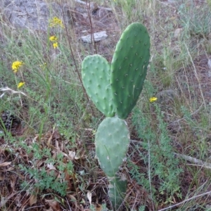 Opuntia stricta at Isaacs, ACT - 7 Jan 2018