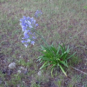 Agapanthus praecox subsp. orientalis at Isaacs, ACT - 7 Jan 2018