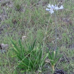 Agapanthus praecox subsp. orientalis at Isaacs, ACT - 7 Jan 2018