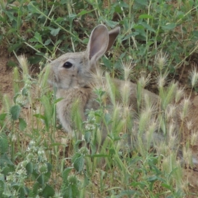 Oryctolagus cuniculus (European Rabbit) at Michelago, NSW - 26 Dec 2017 by michaelb