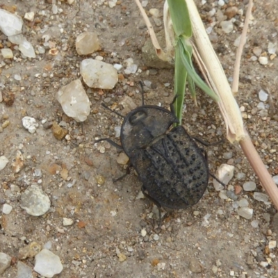 Helea ovata (Pie-dish beetle) at Molonglo Valley, ACT - 10 Jan 2018 by Christine