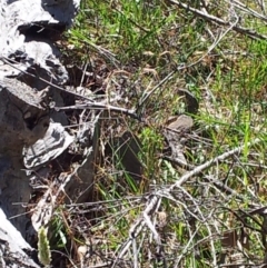 Varanus rosenbergi (Heath or Rosenberg's Monitor) at Ainslie, ACT - 31 Dec 2017 by michaelb