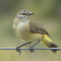 Acanthiza chrysorrhoa (Yellow-rumped Thornbill) at National Arboretum Forests - 10 Jan 2018 by Christine